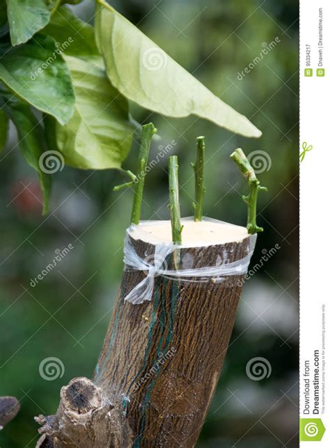 Agricultural Grafting Of Citrus Fruit Trees Stock Image Image Of