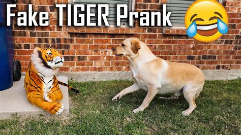 Fake Tiger Prank On Dog 🐅 Labrador Dog Protects Us From Fake Tiger 🐯