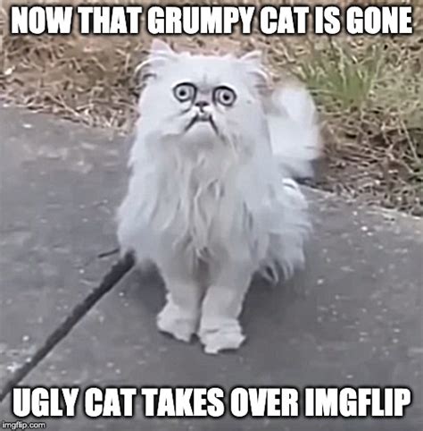 Ugly Cat Takes Over Imgflip Imgflip