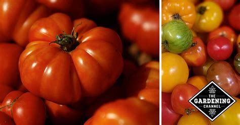 Top 10 Heirloom Tomatoes For The Garden Gardening Channel