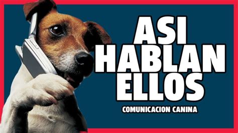 Gestos Con Los Que Los Perros Nos Hablan Noticias Guanacaste
