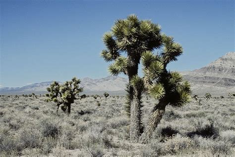 Despite aridity and rugged terrain, nevada shows considerable variety in vegetation. Yucca brevifolia - Joshua Tree