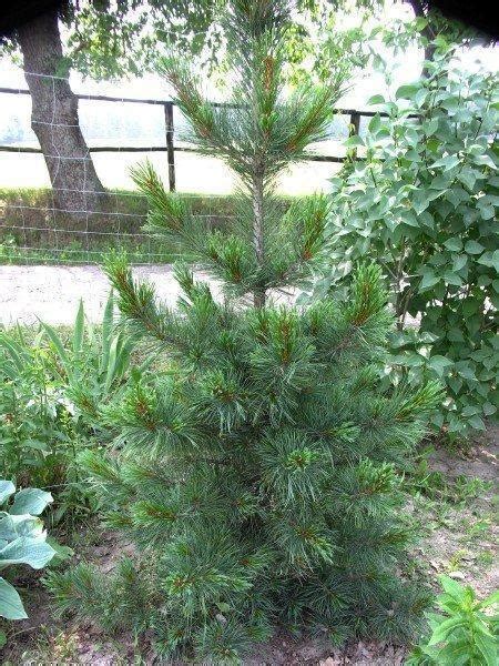 Sosna Limba Pinus Cembra Centrum Ogrodnicze Dammera