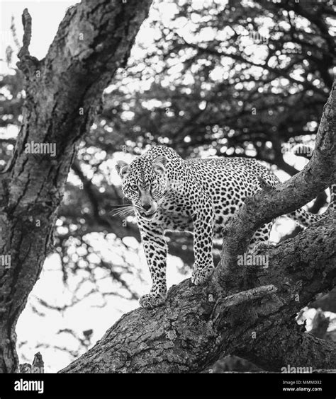 Leopard Black And White Stock Photos And Images Alamy