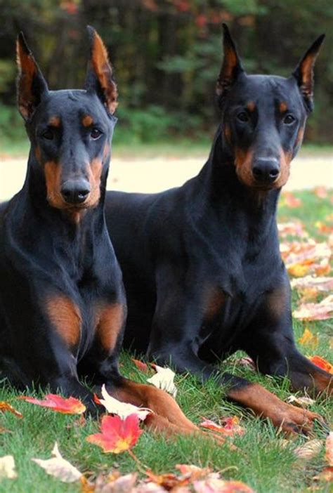 Magnificent Duo Doberman Pinscher Dog Doberman Dogs Doberman