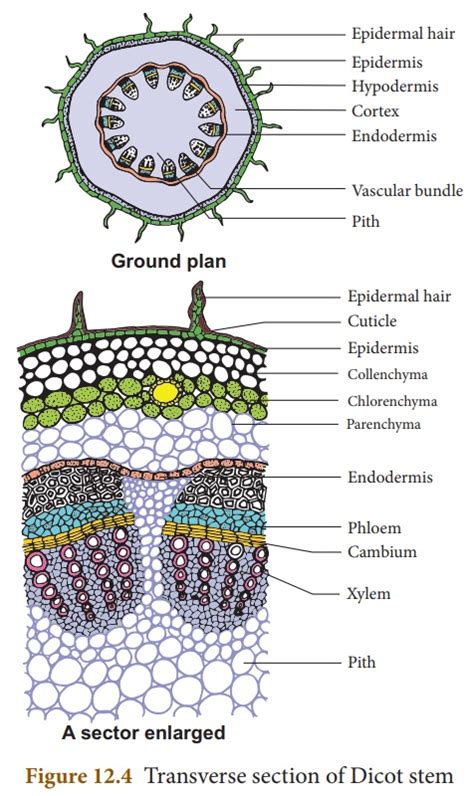 Internal Structure Of Dicot Stem Online Biology Notes