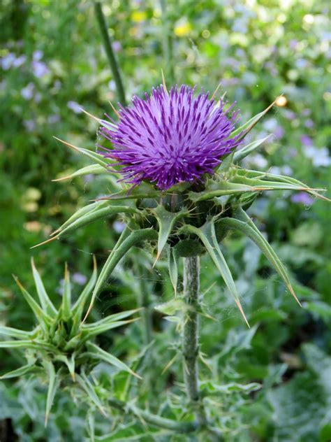 Violets are common lawn weeds that can be gotten rid of easily. Purple Thistle | Weeds can be beautiful and all of those ...