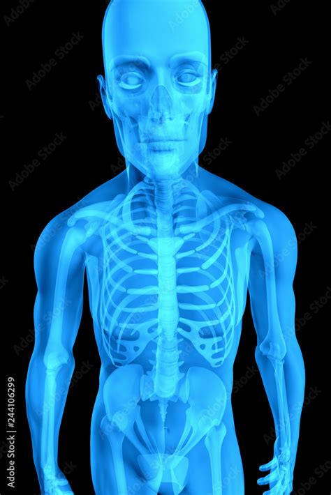 X Ray 3d Rendered Skeletal Medical Illustration Stock Illustration
