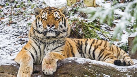 Siberian Tiger 4k Wallpaper Snow Wood Winter Big Cat Wild Animal