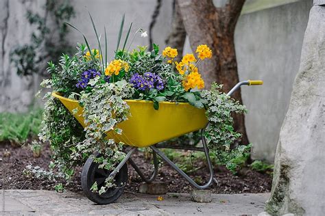 Wheelbarrow Full Of Flowering Plants By Rebecca Spencer Wheelbarrow