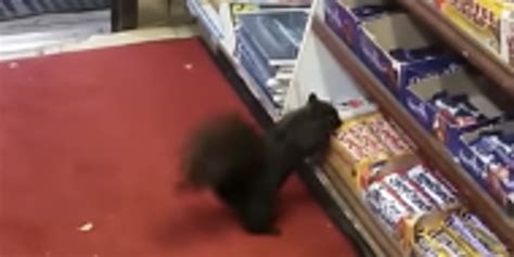 Candy Crazed Squirrels Steal Sweets From Convenience Store The