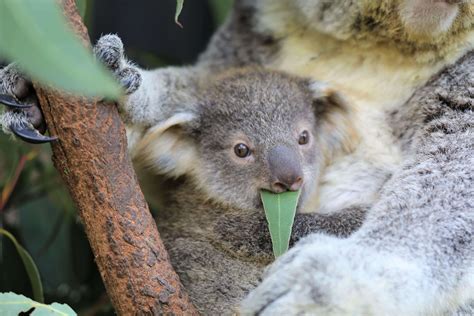 Cute New Koala Joeys Bring Joy During Lockdown News Love Central Coast