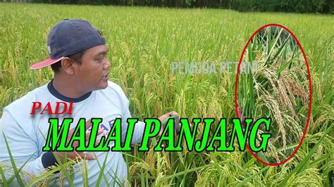 Padi Galur Malai Panjang Youtube