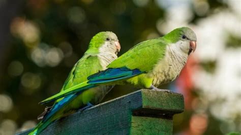 140 Cute And Adorable Parakeet Names With Meaning Were All About Pets