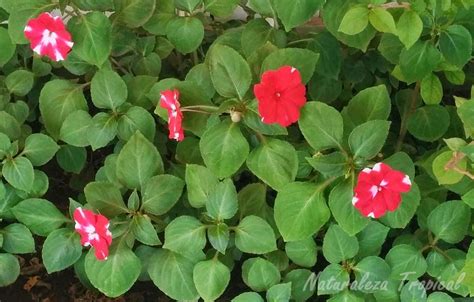 ¿te gustan las flores raras y hermosas? La flor Madama ( Género:Impatiens) (con imágenes) | Flores, Plantas ornamentales