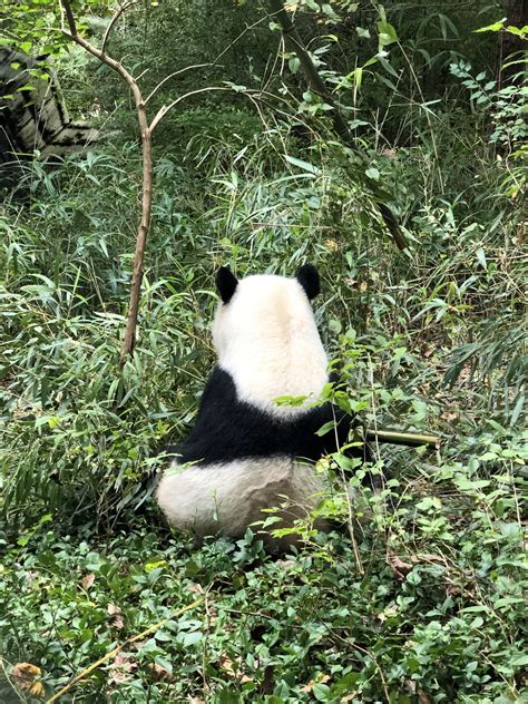 Panda Updates Wednesday October 28 Zoo Atlanta