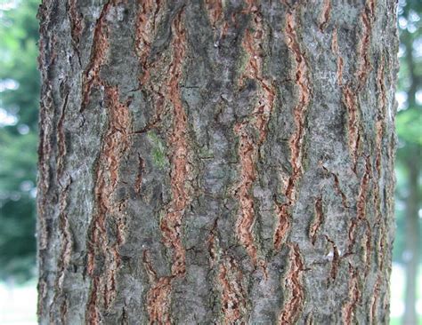 Common Types Of Oak Trees With Bark Photos For Identification Owlcation