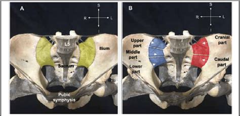 Photographs Of A Dissected Superior Anterior Sacroiliac Joint A The