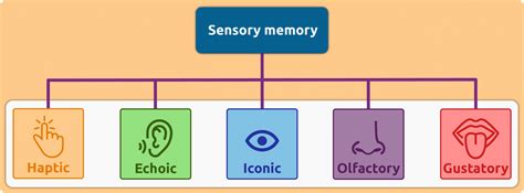 Sensory Memory In Psychology Definition And Examples