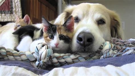 My dogs and cat both take these meds easily, as they are chewables, and this makes administering them a breeze. video 39: Murkin the dog falls asleep with his kittens ...