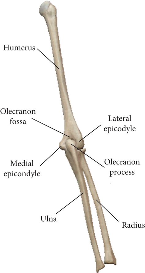 Posterior View Of Human Upper Limb The Humerus And Ulna As Well As