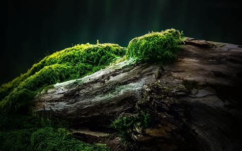 1920x1080 Resolution Brown Tree Moss Wood Plants Nature Hd