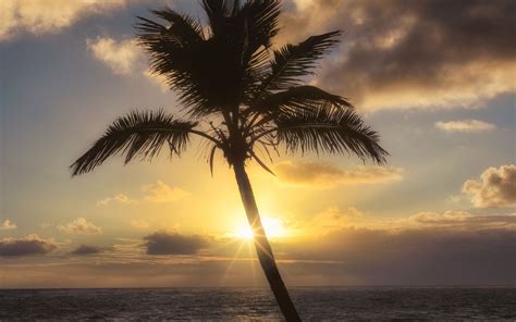 Download Wallpaper 3840x2400 Palm Tree Beach Tropics Sunset 4k Ultra
