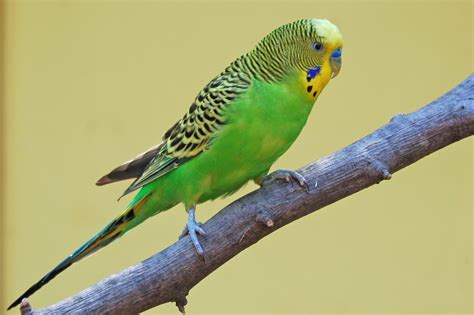 Yellow Parakeets