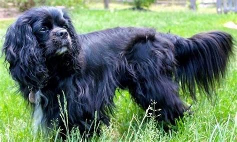 The cavalier is typically nicknamed the love sponge of dogs, because it is a very affectionate breed and loves people. Black Cavalier (With images) | King charles spaniel ...