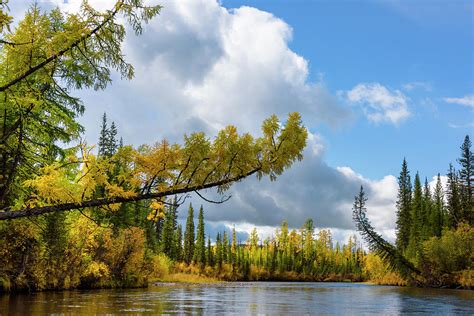 Trees In The Upper Reaches Of The Lena River Siberia Russia