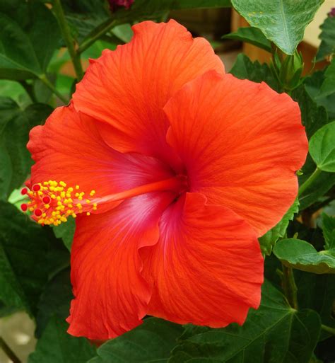 Hibiscus Rosa Sinensis Edible Flowers Hardy Hibiscus Red Plants