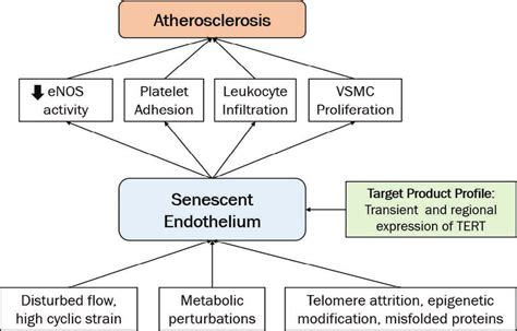 role of the senescent endothelium in the development of download scientific diagram