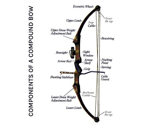 Crossbows Vs Compound Bows A Guide For Beginners Compound Bow Bows
