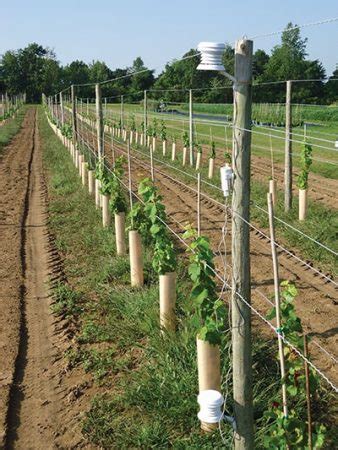 You can order 1, 2, 50, or thousands of rootstocks. Promising grape rootstocks - Fruit & Vegetable ...