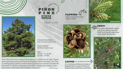 Piñon Pine