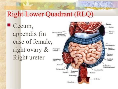 Right Lower Quadrant Organs Ovulation Symptoms