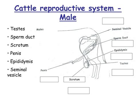 Ppt Livestock Reproductive Systems Powerpoint Presentation Free