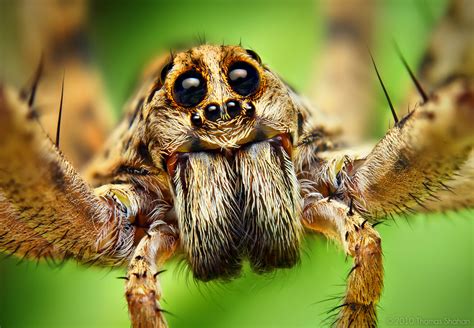 Til Wolf Spider Faces Are Almost As Cute As Jumping Spiders Rspiders
