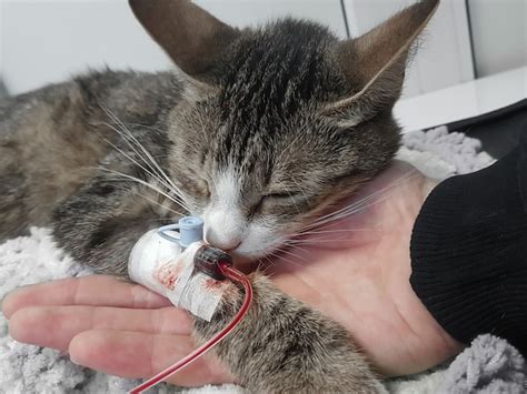 Premium Photo Close Upa Sick Cat With A Catheter In His Paw In A