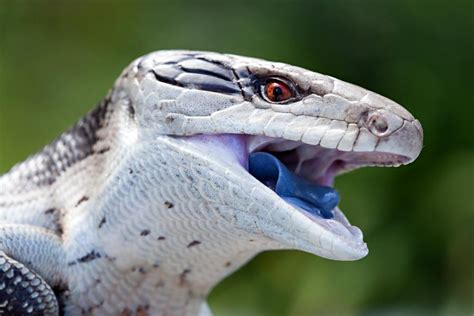 Your Blue Tongue Skink Care Starts With These Steps The