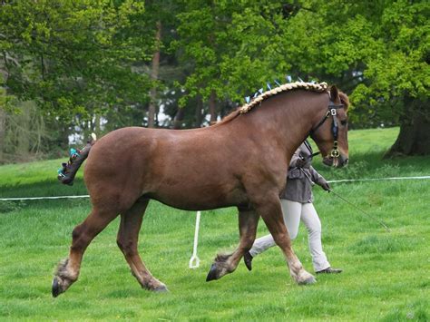 10 Strongest Horse Breeds In The World With Pictures Pet Keen