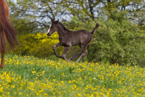 Black Warmblood Foal Galloping On Yellow Flowers 1 By Luda Stock On