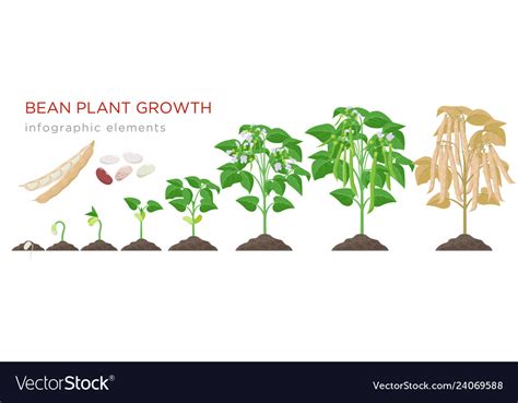 Bean Plant Growth Stages Infographic Elements Vector Image
