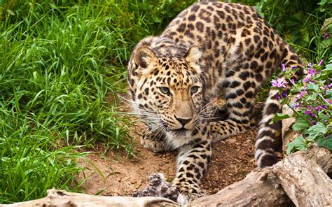 Wallpaper Animals Wildlife Big Cats Zoo Ocelot Jaguar Leopard