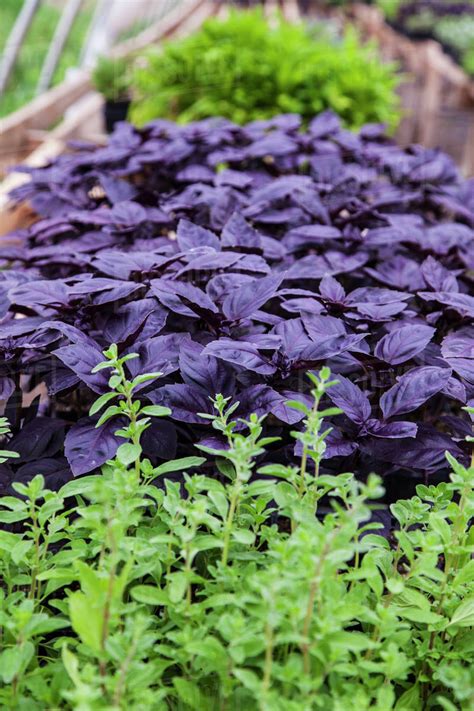 Home décor & so much more · something for everyone The dark purple leaves of Red Rubin Basil plants growing ...