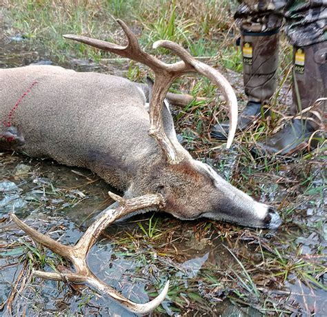 Epic Hunt For A Georgia Stud Buck Big Buck Alert Huntstand