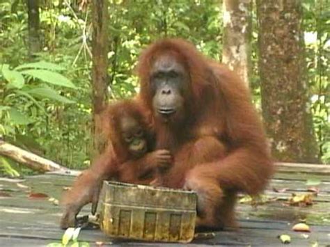 Copyright © 2016 by houghton mifflin harcourt publishing. BORNEO - ORANG OETANS - YouTube