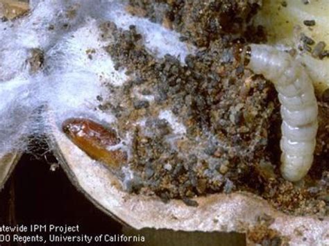 Walnut Insect Mite And Nematode Pests Fruit And Nut Research