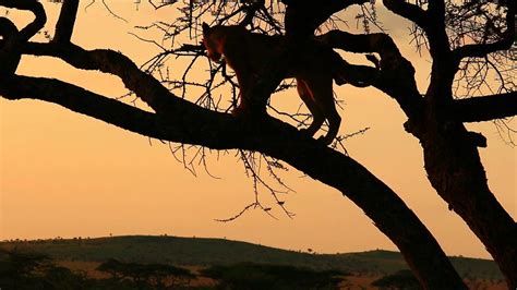 木登りライオンinセレンゲティ国立公園（タンザニア） youtube