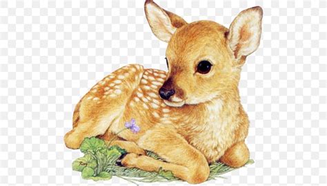 White Tailed Deer Drawing Infant Clip Art Png 500x466px Deer Antler